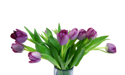 Purple tulips isolated on a pure white background 