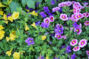 Colorful petunia flowers in the garden in Spring time. Shallow depth of field
