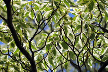 Wedding-cake tree (Fuiri Mizuki, Cornus controversa ‘Variegata’), green leaves adorned with bright creamy margins. tree branch with blue sky background.