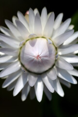 Bright white flower head of the "Strawflower (Mugiwaragiku, Helichrysum), Direct front look macro close up photography.