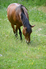 brown horse graze in a field in the summer