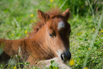 Poney dans leur prairie