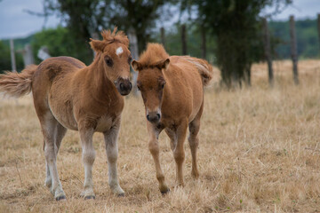 Poney dans leur prairie