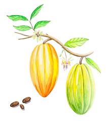 Watercolor fruits and cocoa leaves. Tropical Cacao tree, cocoa beans.Hand drawn illustration.