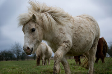 Poney dans leur prairie