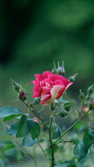 Róża (Rosa L.) Różowa 2