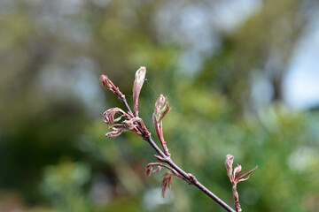Japanese Maple Ever Red
