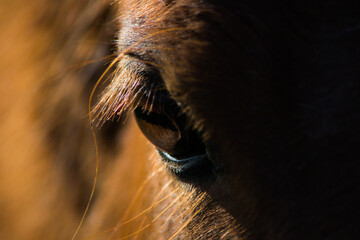 Poney dans leur prairie