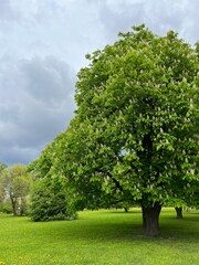 Fototapeta na wymiar blooming chestnut tree in the green field