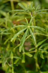 Mexican orange Aztec Pearl