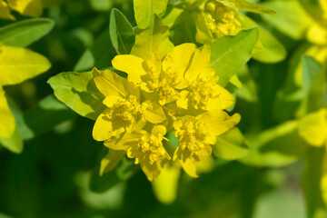Obraz premium Cushion spurge