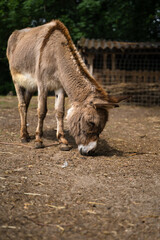Donkey in a petting zoo