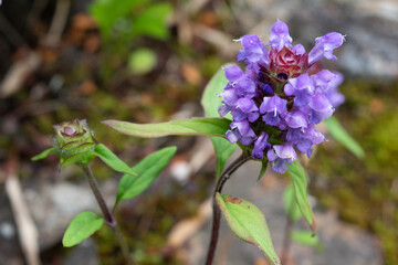 Selfheal flower in the garden, close-up 2