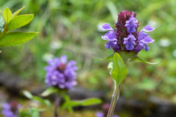 Fototapeta premium Selfheal flowers in the garden