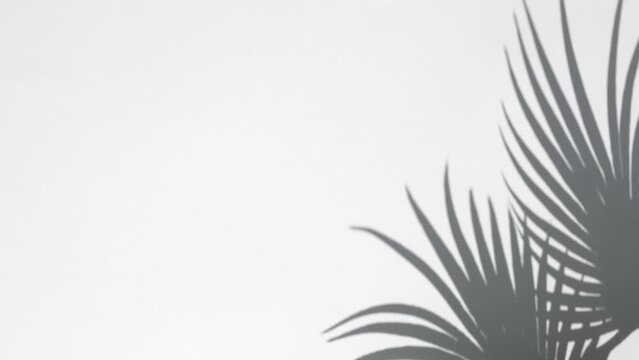 Palm or Fern shadow on white wall. Slow Motion. Minimal abstract background with shadows of tropical leaves. Presentation of cosmetic product. Podium. Showcase, display case. Mockup