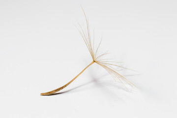 dandelion seed, one seed. Macro photo isolated from the background.