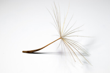 dandelion seed, one seed. Macro photo isolated from the background.