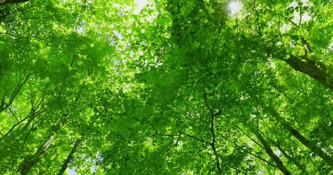 色鮮やかな新緑の木が生える山奥の森