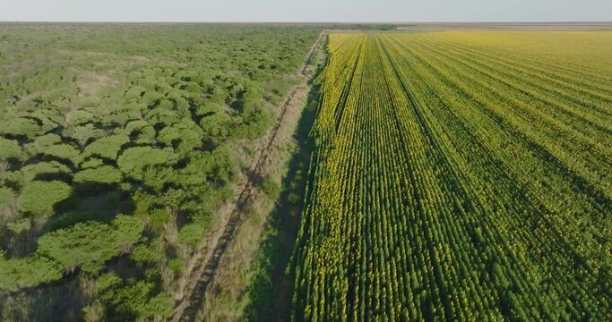 Deforestation in Africa. Aerial view of large fields of sunflowers encroaching into forest