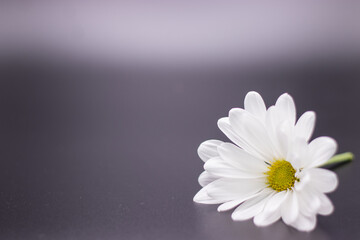 White Daisy lower right on grey background with available space for text on horizontal image