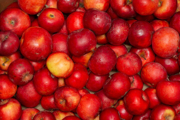 Red apple background
