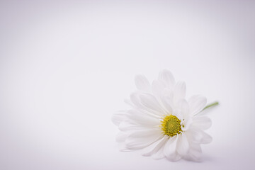 Fototapeta na wymiar White Daisy Lower Left Horizontal on White Background with space to add text