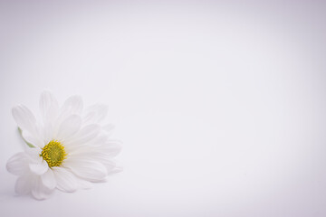 Fototapeta na wymiar White Daisy Lower Left on Horizontal Format with White Background to add text