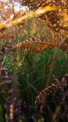 Macro de feuilles de fougères, aux teintes orangées, mises en valeur par la lumière du soleil couchant