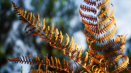 Macro de feuilles de fougères, aux teintes orangées, mises en valeur par la lumière du soleil...