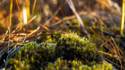 Macro de mousse végétale, à même le sol forestier