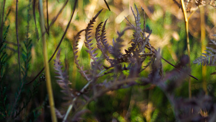 Macro de feuilles de fougères, aux teintes orangées, mises en valeur par la lumière du soleil couchant