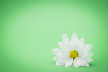 White Daisy Flower on Lower Right with Green horizontal Background with space for added text