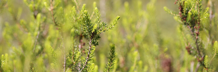 Green branch of spruce with small cones