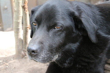 Fotografie eines schwarzen Labrador-Retrievers. Alter Labrador in Nahaufnahme. Schwarzes Hundegesicht, Profil, Augen, Ohren, Nase. Tierporträt im Garten. Fotografieren bei Tageslicht. Der beste Freund