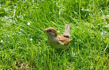 chicken in the grass