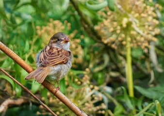 sparrow on a branch