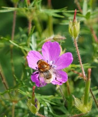 bee on a flower