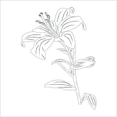 Lily flowers. Blooming lily. Silhouette of lily flowers isolated on white background. Vector illustration.
