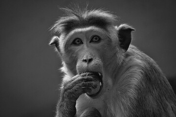 Rhesus monkey in black and white, sitting on a branch and peeing in his teeth. animal photo of a...