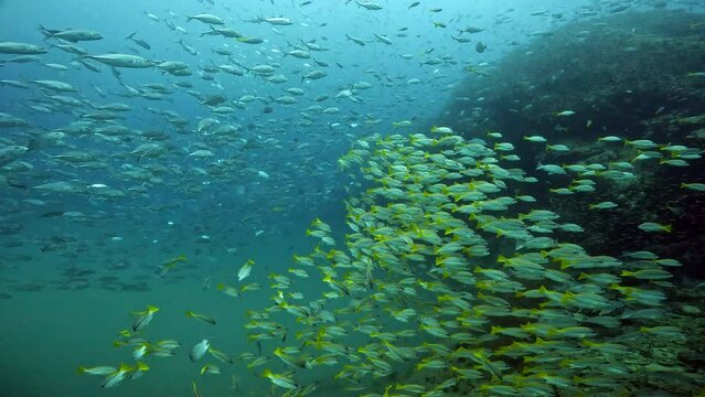 Under Water Film footage - clusters of countless Fussilier and silver shining fish swimming around coral rocks - Sail Rock island in Thailand