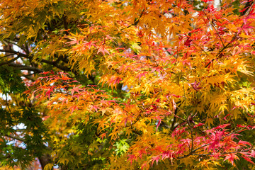 紅葉もみじのグラデーションがきれいな風景背景　　バックイメージ　もみじ狩り