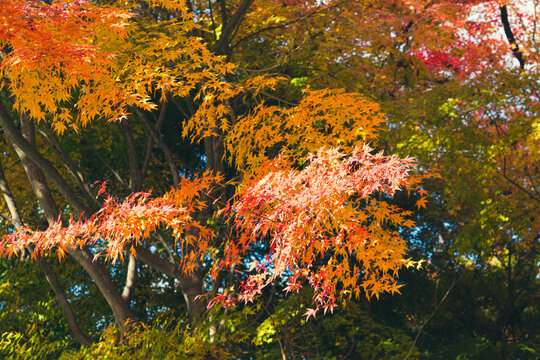 紅葉もみじのグラデーションがきれいな風景背景　　バックイメージ　もみじ狩り