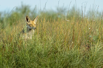 A fox, in an open field in the dunes of Hadera Park, Israel