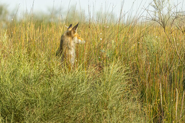 A fox, in an open field in the dunes of Hadera Park, Israel