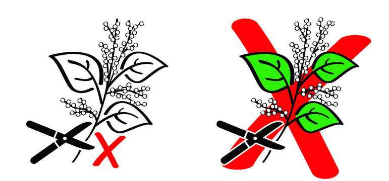 Stop don't pick or pluck the Fallopia japonica or Polygonaceae, Asian,or Japanese knotweed with pruning shear. Medicinal plant logo or pictogram Cartoon vector plucking icon or symbol. Plant with leav
