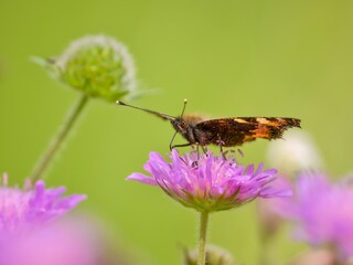 butterfly on flower