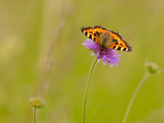 butterfly on flower