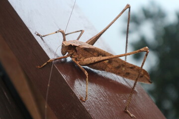 kalimantan,indonesia 01-01-2019

a picture of Mecopoda is the type of genus of bush crikets of the subfamily Mecopodinae
