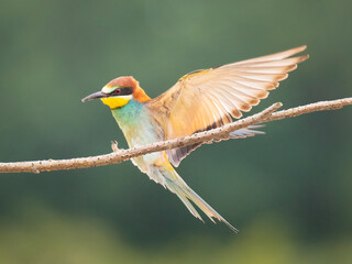 bee eater bird