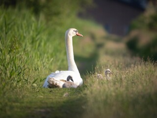 Obraz premium white swan on the grass